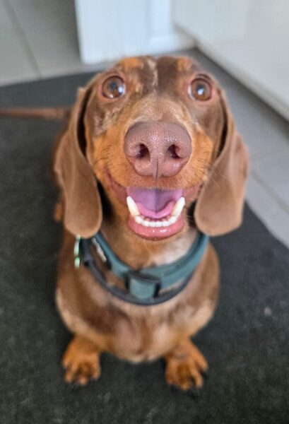 Penny2449's tweet photo. #k9hour 
Dollie &amp; Woody are 4 + 3 yr old Dachshunds looking for 
a home together, under assessment, more info/adopt 
them from @AnimalsInNeedUK https://t.co/vH02VFfGpD