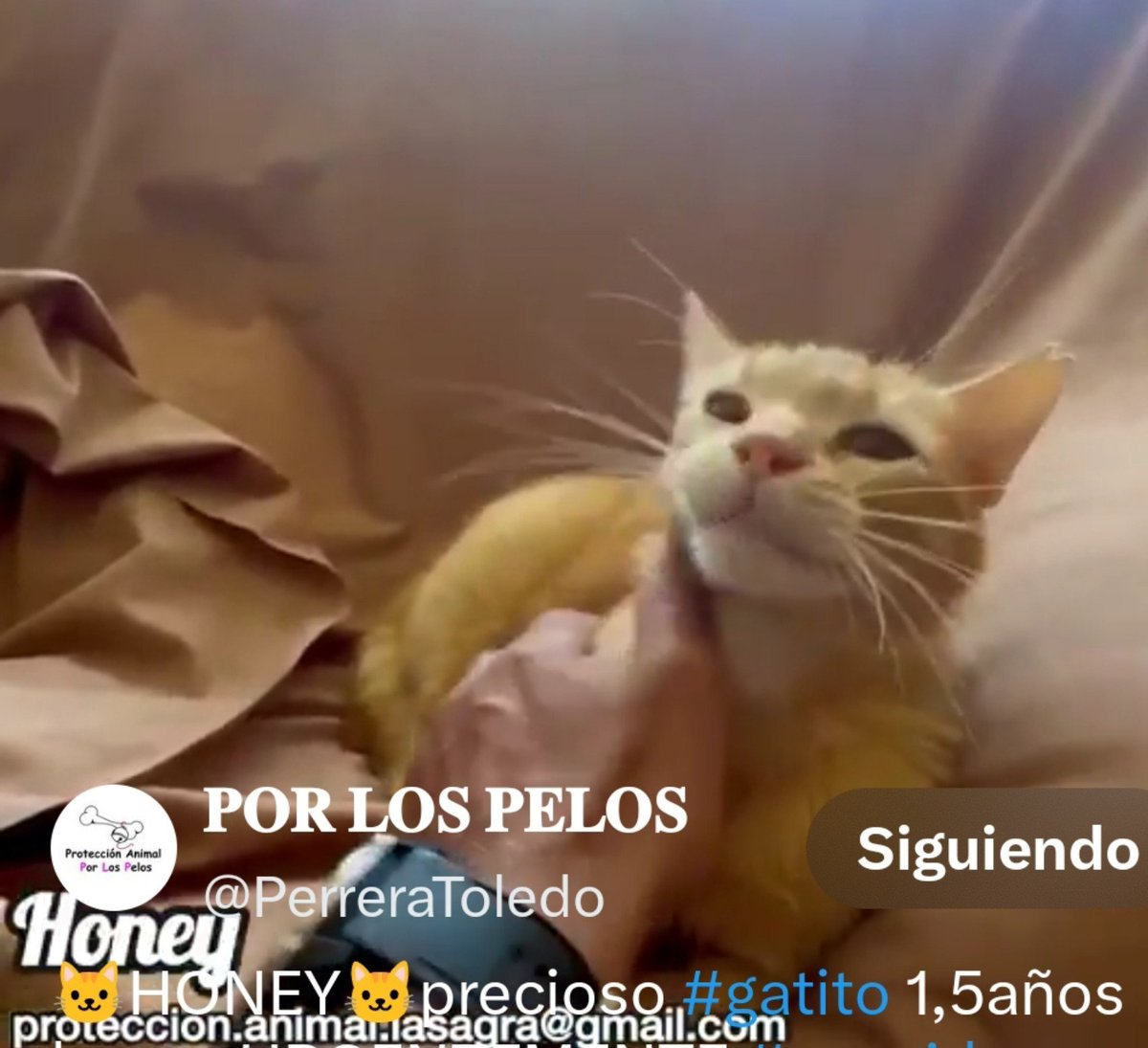 Erta2017's tweet photo. #Toledo

El no tiene el pelo largo.

Los que lo adoptaron, no tienen cerebro.

Honey necesita una familia normal, afectuosa, y no  quien
no puede  sentir nada.

Es una preciosidad

@PerreraToledo https://t.co/h3qVxJpLpd