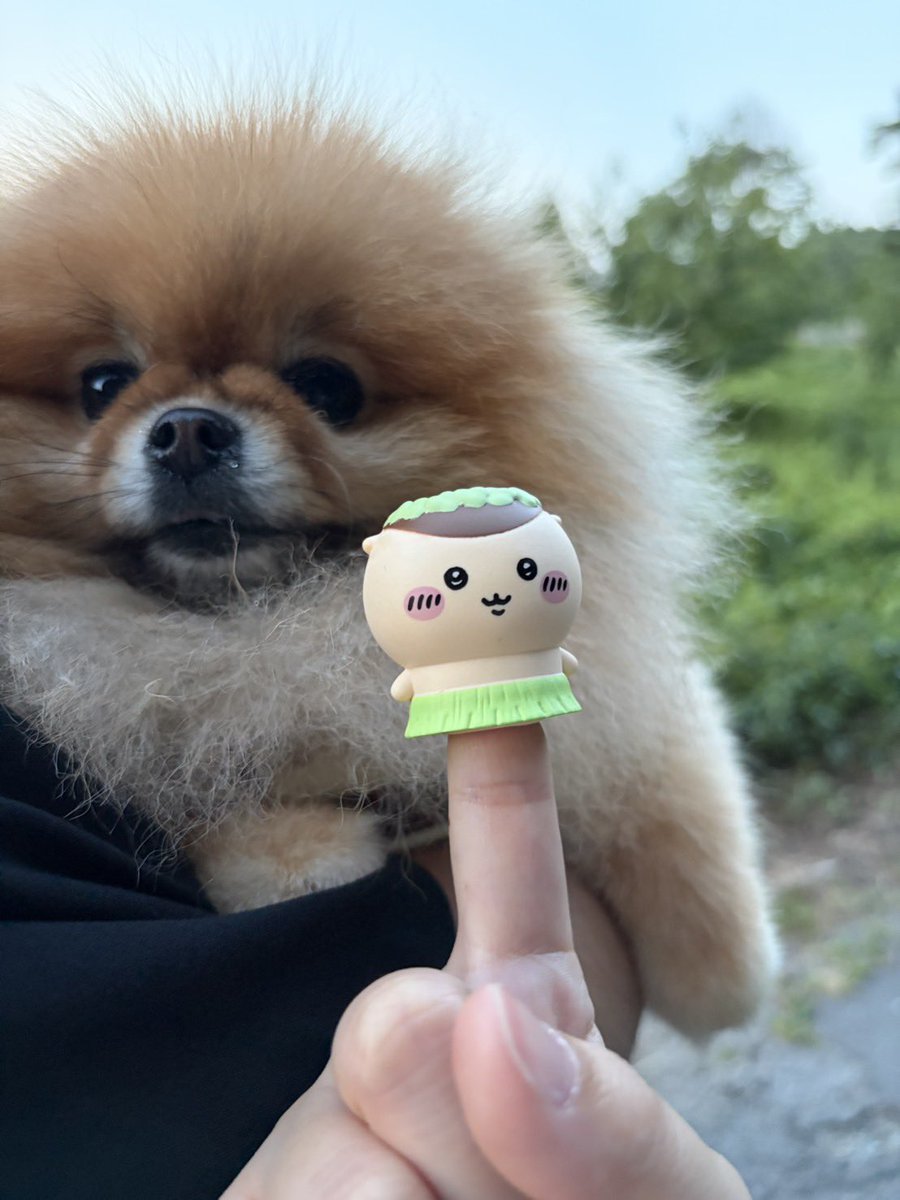 maru11o9's tweet photo. 抱っこしてもらって嬉しそうなまるちゃん

 #pomeranian   #ポメラニアン https://t.co/L3AwrWPgaF