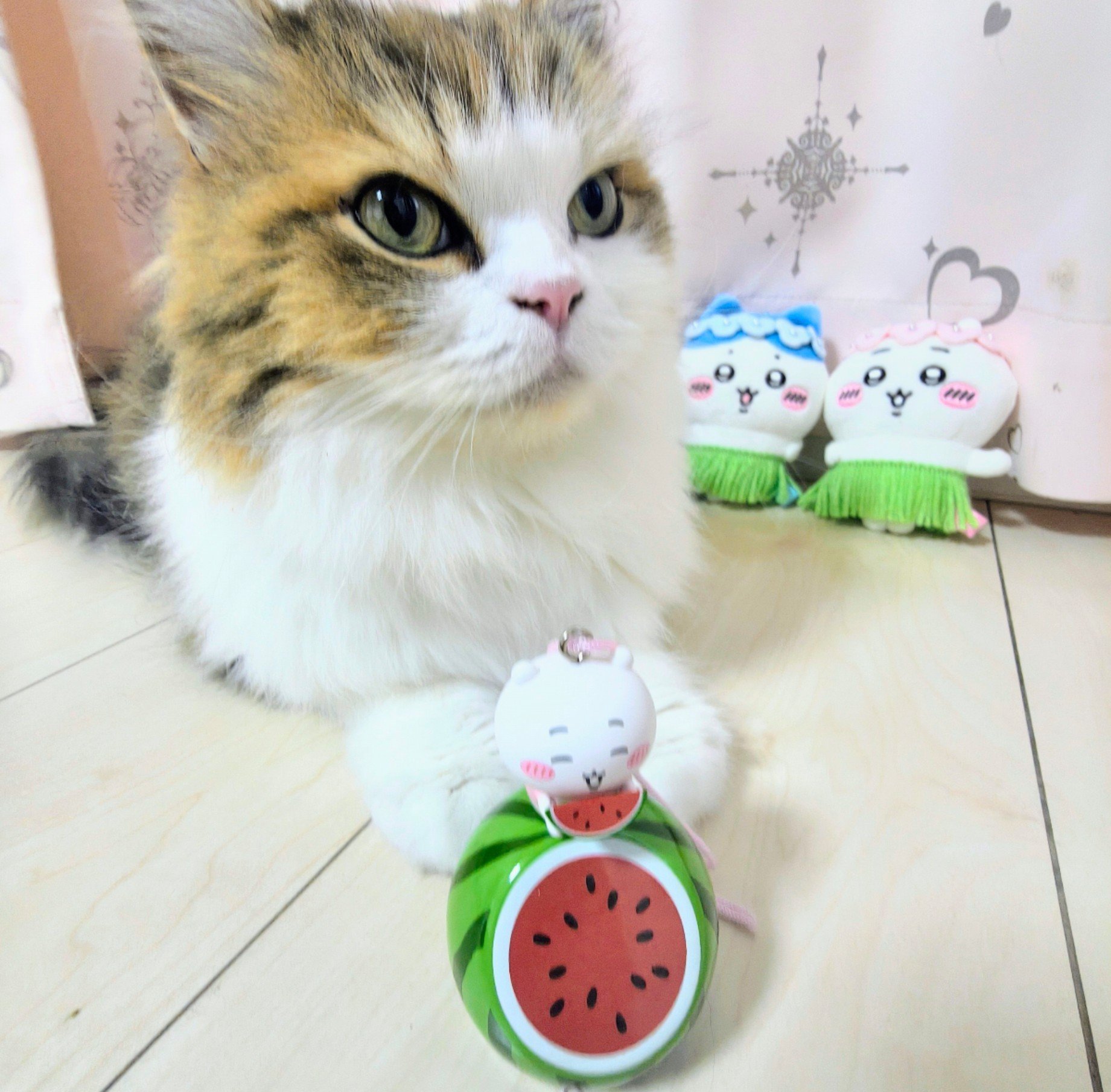 まちゃこ😻🍬 on X: 
