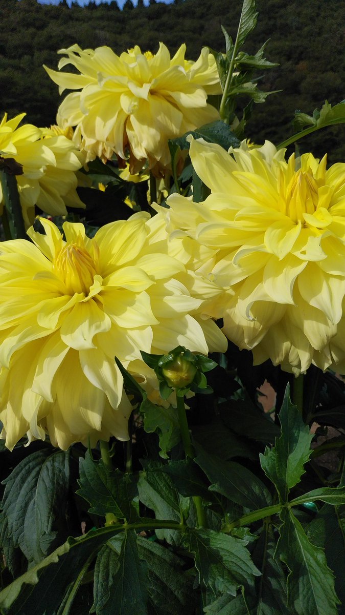cruthth's tweet photo. 箸休め🌺 ダリア🌺 take a break beautiful dahlia.🌺 https://t.co/9kpgTXybuh