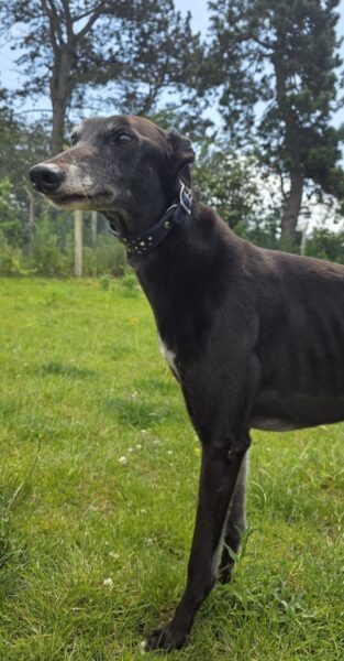 Penny2449's tweet photo. #k9hour
Megan 7 yr old Greyhound, she is fine with other dogs 
on walks but would like a pet free home and a comfy 
sofa, more info/adopt her from @AnimalsInNeedUK https://t.co/NWBjGMLyRl