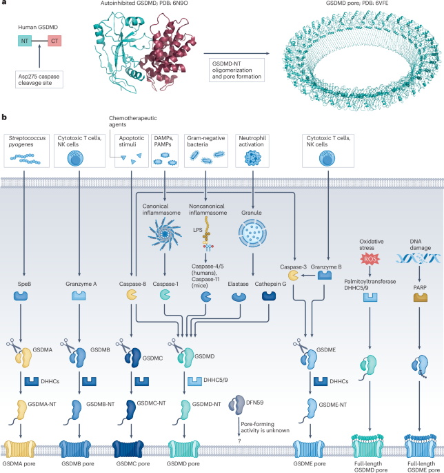 NatureRevCancer's tweet photo. NEW content online! Igniting antitumour immunity with cancer cell pyroptosis https://t.co/Pmrf1Ex1j6 https://t.co/FDc3ooSuc2
