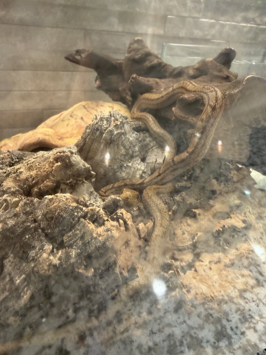 nw_7299's tweet photo. シマヘビ
シシバナ飼いたいな https://t.co/1Si3ks5iEO