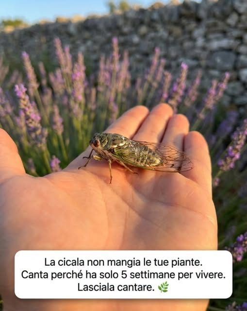 pierpi13's tweet photo. Canta dall'alba al tramonto e spacca i maroni ma
la cicala trascorre anni sottoterra a seconda della specie — invisibile, silenziosa, nutrendosi di qualche goccia di linfa dalle radici senza mai danneggiare una coltura. Quando emerge, le restano 4-6 settimane per vivere, trovare un partner e riprodursi.
Cosa mangia in superficie: quasi nulla. Qualche goccia di linfa d'albero. Non tocca le tue verdure, i tuoi fiori né i tuoi frutti.
Cosa fa per il tuo giardino: le sue gallerie sotterranee aerano il suolo in profondità per anni. La sua emergenza nutre uccelli, lucertole e ricci. La sua morte fertilizza il suolo direttamente.
Solo i maschi cantano. Unicamente per attirare una femmina. Unicamente quando fa più di 22°C.
Non ti disturba. Vive. E non le resta più molto tempo.