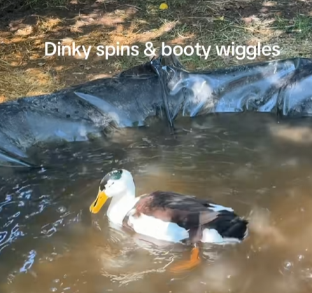 Poolon12's tweet photo. This duck is called Dinky, and hes the spinning Duck  https://t.co/ZOv8j59dnc   

This video gained 20m views   

And WE HAVE A PROOF OF NAME    

Name - 
https://t.co/M9yEVCW99K   

Dinky is the spinning duck  Theres many videos on the page of Dinky spinning https://t.co/gTiEz3ju60