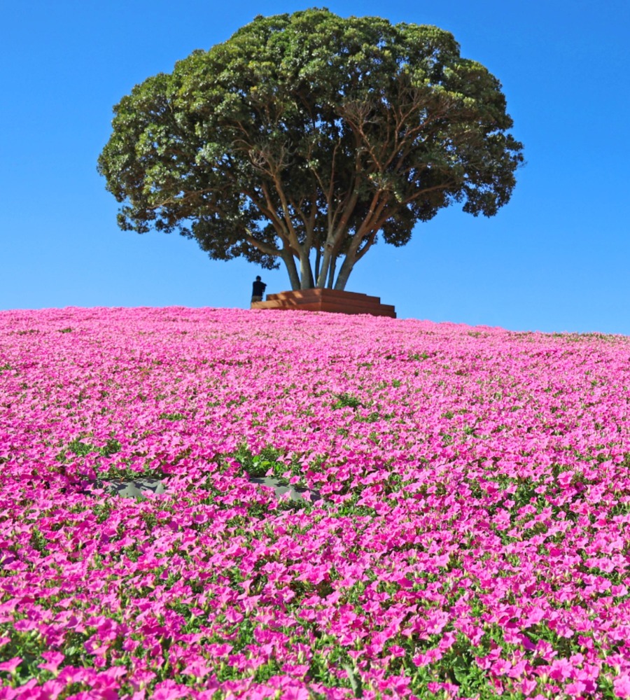 fashionpressnet's tweet photo. 千葉・マザー牧場「桃色吐息」の花畑が見ごろに、“ピンクの絨毯”360度広がる絶景 - https://t.co/iN02aJtK6I https://t.co/DJhY3o4FdG