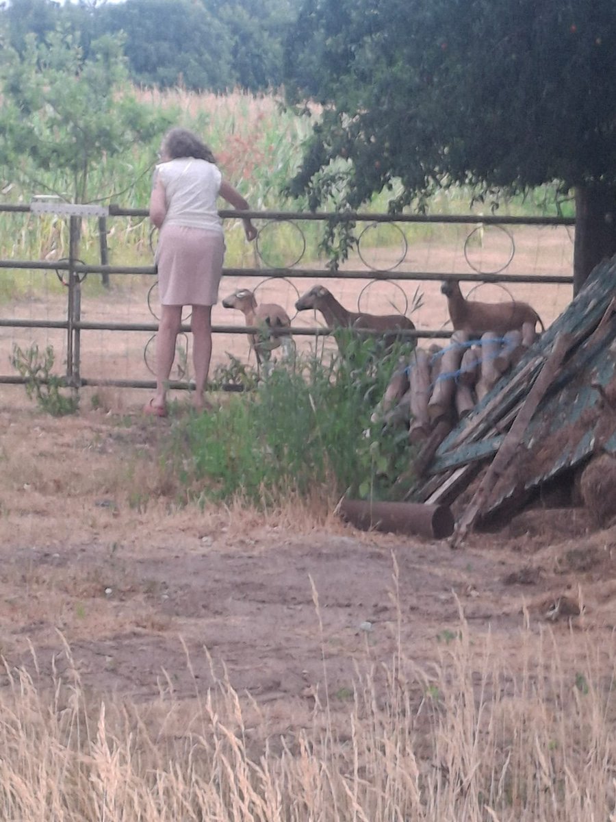 AnitaPeeters's tweet photo. @dolly35161448 Dag 27 van #juli_Vakantie_kiek
Thema van vandaag is #Zomer_love
@dolly35161448 luchtige kleren vrolijke dieren baby geitjes puppies buiten leven #Iloveanimals #floraenfauna #sporten en dat alles #buiten #zomer Genieten πππ https://t.co/fLbTCaTehU