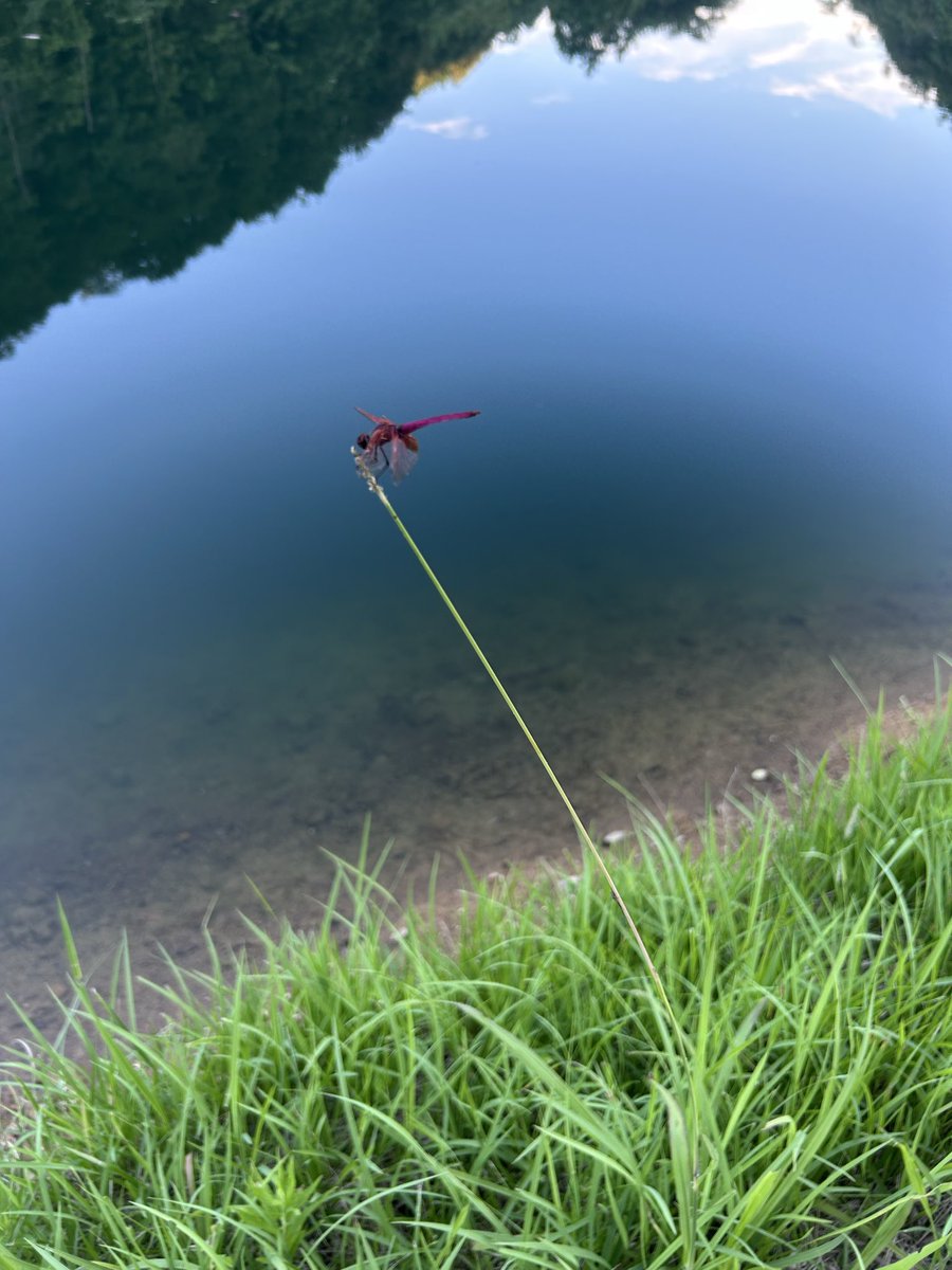 Urawu_tan's tweet photo. かっちょえートンボおった、なんやこいつ

あと写真撮る前に逃げられたけどくそでかシマヘビもおった🐍 https://t.co/Atq0AGCarW