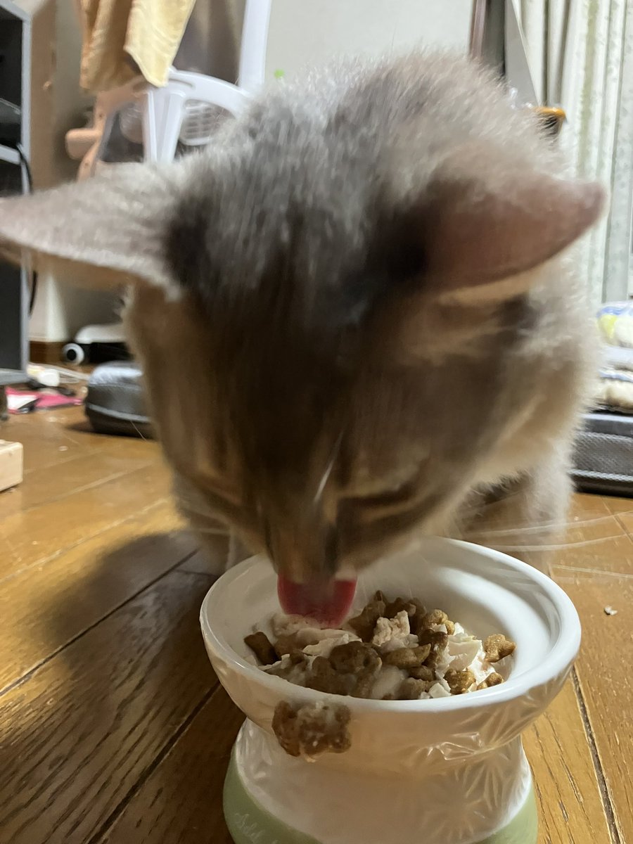 UsaPara1's tweet photo. 我が家の猫たちが今日、無事に8歳の誕生日を迎えました〜🎂
ササミにカリカリ、ちゅーるをトッピングしたスペシャルディナーでお祝いです

特に大きな病気も怪我もせず、元気に誕生日を迎えられて感謝！ https://t.co/GGdZJRmMmP