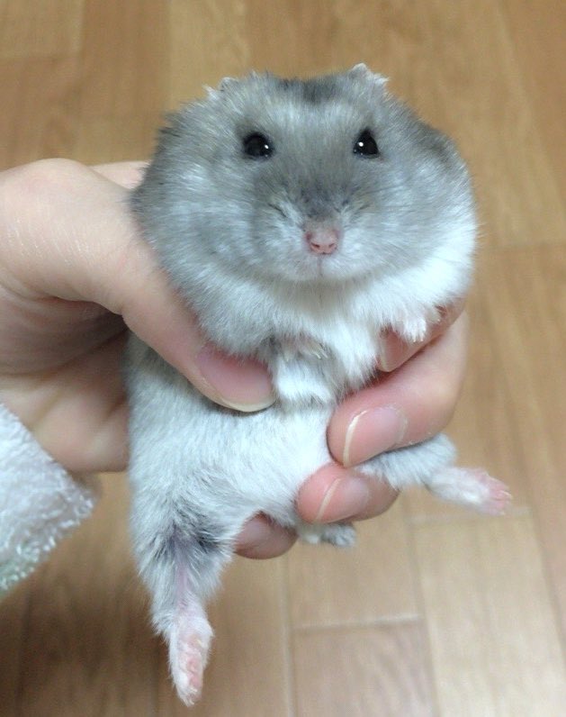 haru02029's tweet photo. 表情の振り幅が大きすぎる
もちこちゃん🐹🤭
#ハムスター　#まぁどのみち可愛い https://t.co/b29RJHURCd