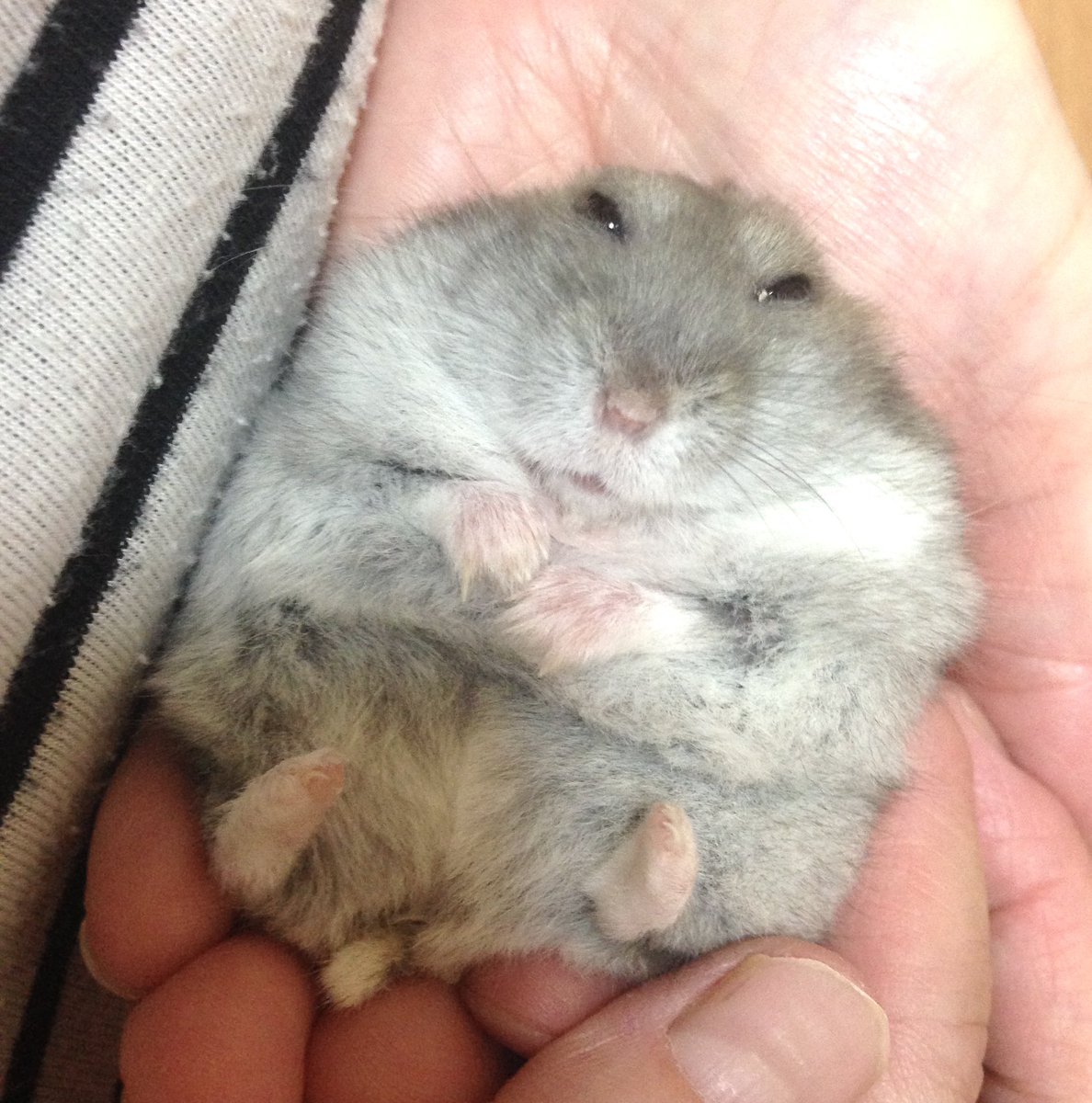 haru02029's tweet photo. 表情の振り幅が大きすぎる
もちこちゃん🐹🤭
#ハムスター　#まぁどのみち可愛い https://t.co/b29RJHURCd