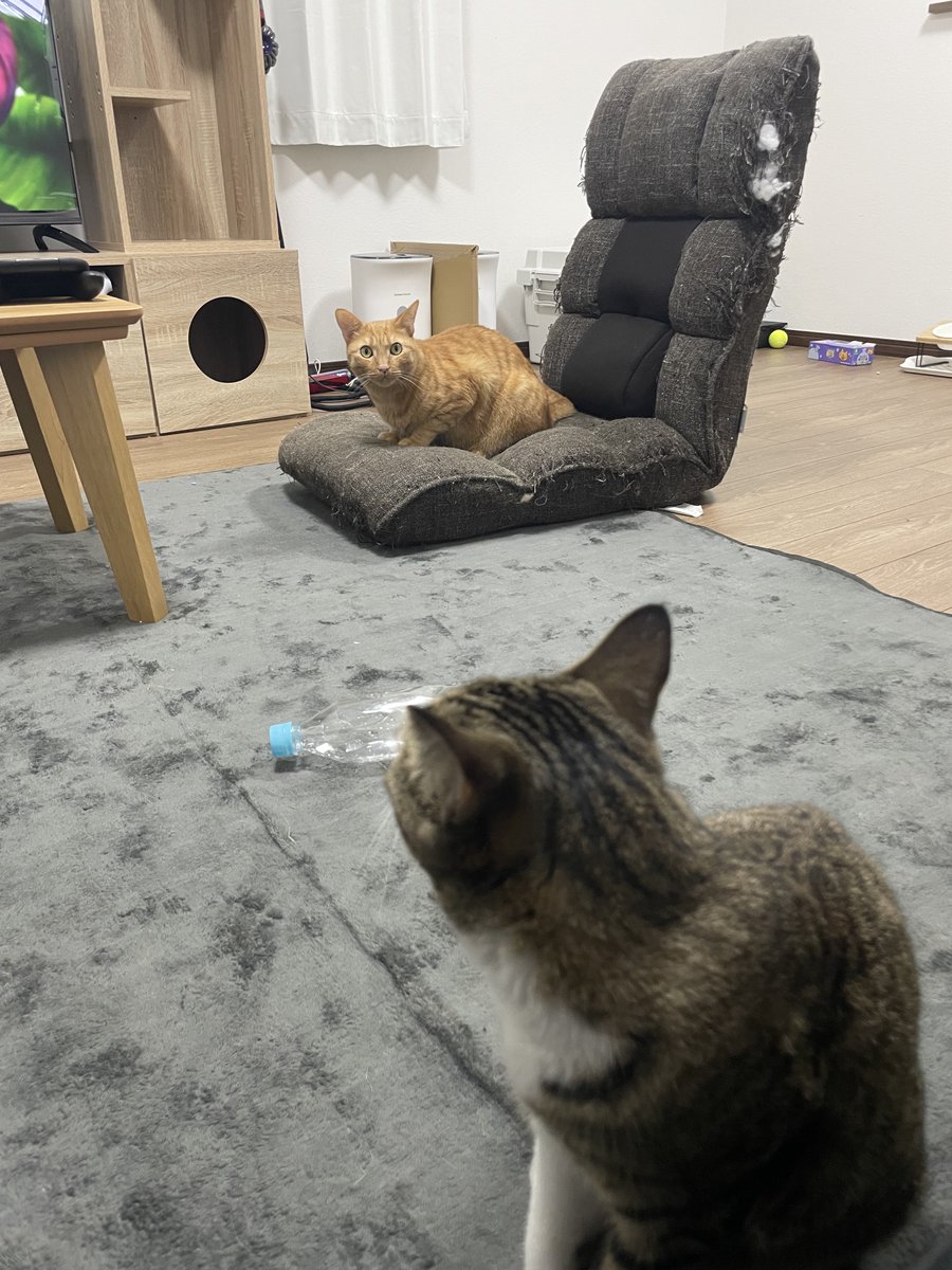 mugitokoromo's tweet photo. みつめあい https://t.co/z288KOoyWX