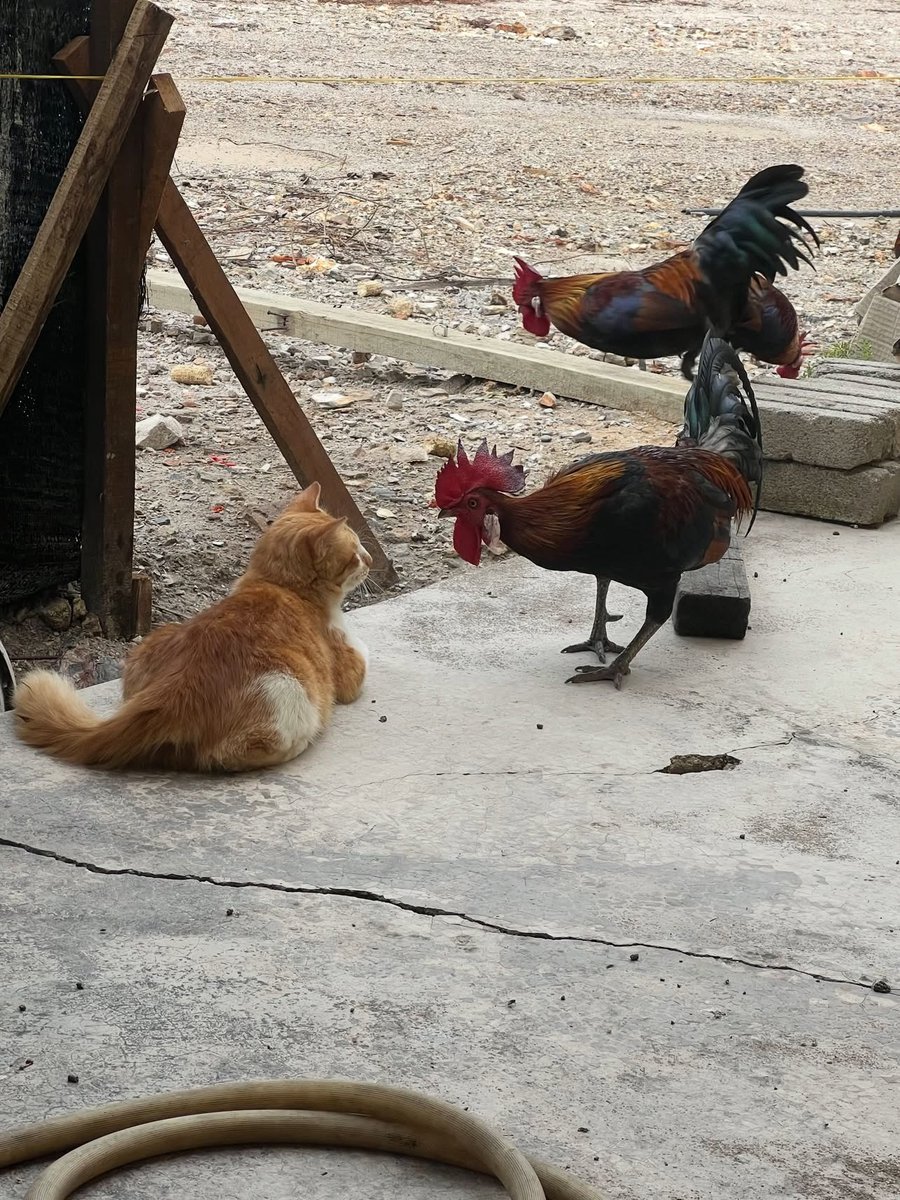 bebekhermes's tweet photo. tebak mereka lagi ngomongin apa? https://t.co/3YxwtxOvi5