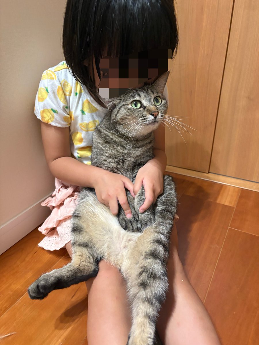 kagisuzu0531's tweet photo. 1日1回は吸いたくなる猫らしいです https://t.co/agAQ1oA8KU