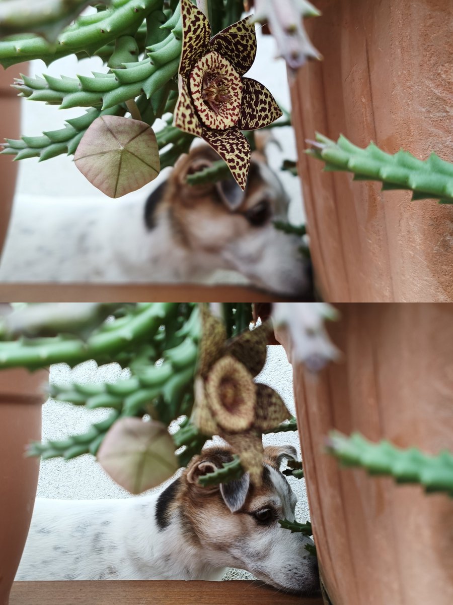elianaliuzzo's tweet photo. Cosa c'è davvero in #primopiano?
Quello che scegliamo di metterci.
#stapeliavariegata
#jackrussel https://t.co/GfEGFnt8p2