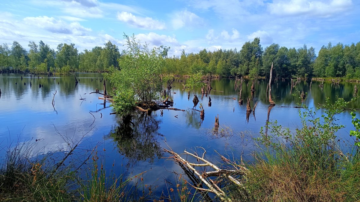 squirrelpics1's tweet photo. Im Hohen Moor
#Moor #natur https://t.co/u2Ghe0oK80