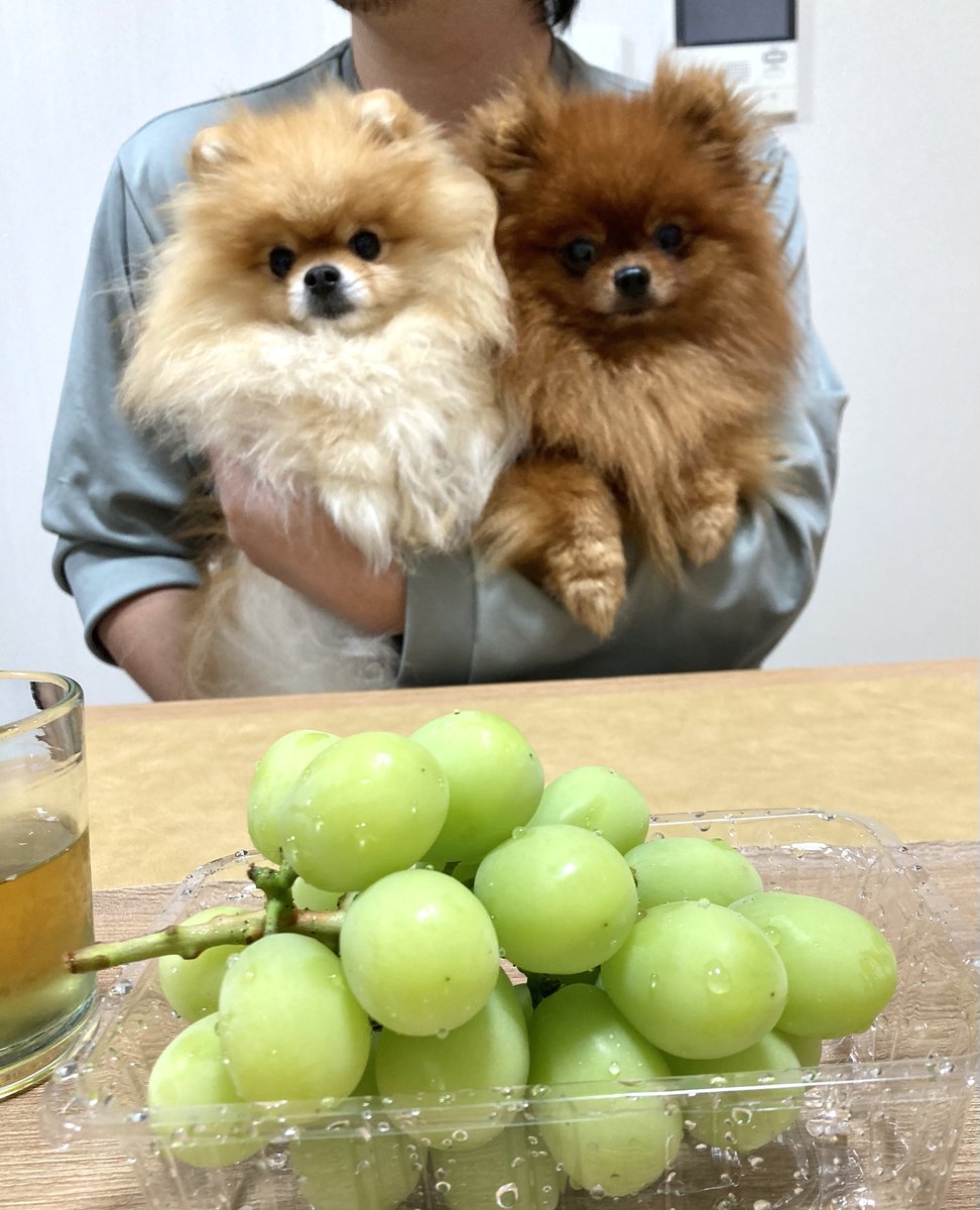 tanunpo's tweet photo. それはもらえないと察してる犬
#ポメラニアン #pomeranian https://t.co/5gluj1lZ59