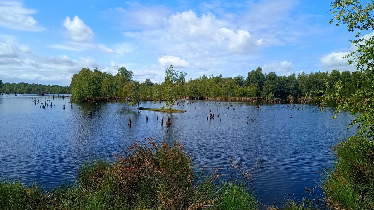 squirrelpics1's tweet photo. Im Hohen Moor
#Moor #natur https://t.co/u2Ghe0oK80
