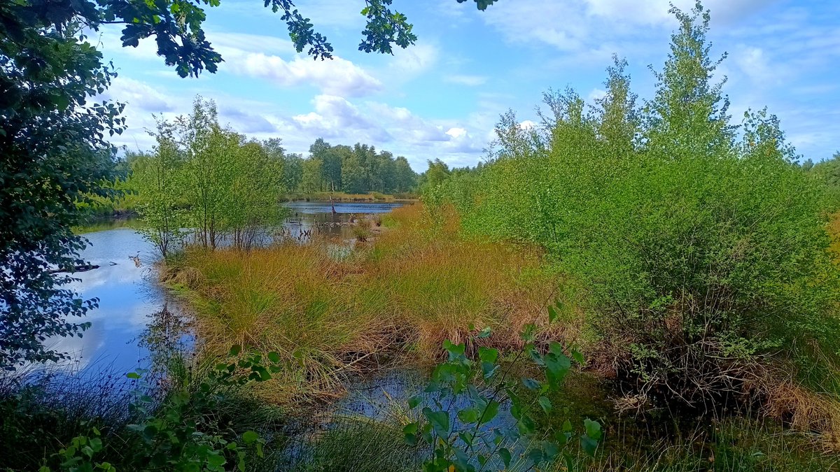 squirrelpics1's tweet photo. Im Hohen Moor
#Moor #natur https://t.co/u2Ghe0oK80