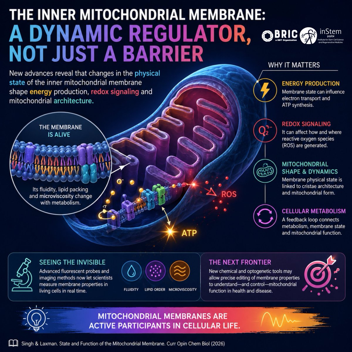 DBT_inStem's tweet photo. Mitochondria don't just generate energy—they physically adapt to it.

A new review highlights how the inner mitochondrial membrane changes its fluidity and organisation as cells switch metabolic states, potentially influencing respiration, ROS production, and even mitochondrial shape.

This emerging field combines chemistry, imaging and cell biology to reveal that membranes are active participants, not passive barriers.

📖 Read the review: https://t.co/EZ0K1g7xHO

Congratulations to Prof. Sunil Laxman and colleagues!

#Mitochondria #CellBiology #Biophysics #Imaging #Science

@BricDbt @DBTIndia @India_Alliance