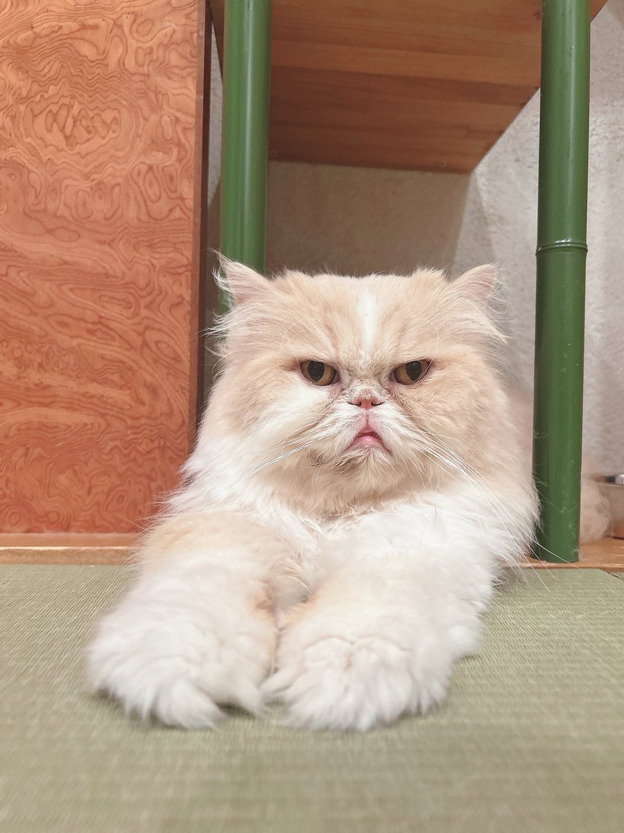 cocone0510's tweet photo. .
狭いところが好きなましゅーくん🌼.*

⁡#猫カフェ心猫 #ペルシャ #マシュー https://t.co/9bk7In3aSj