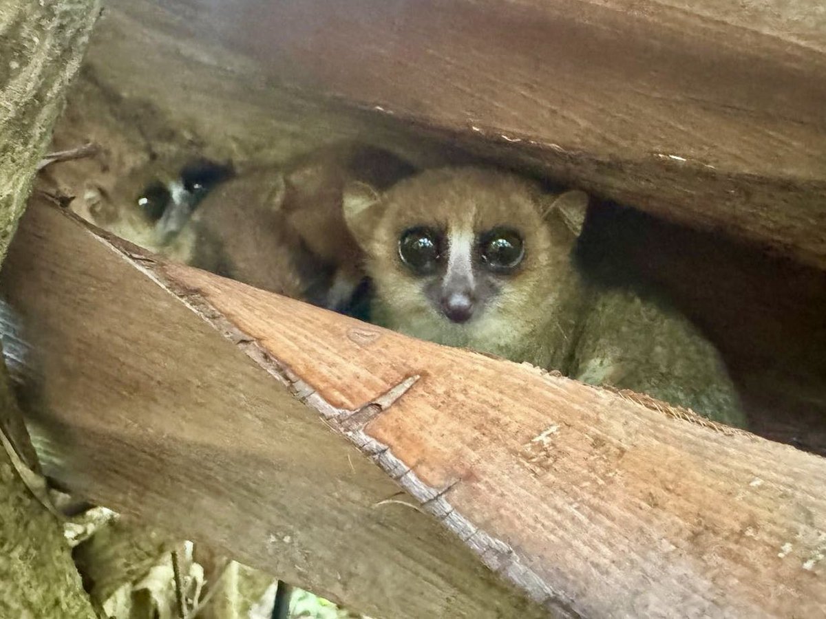 flancini's tweet photo. #Madagascar a rischio. Dal 2002 al 2025 il Madagascar ha perso circa il 25% delle sue #foreste. Primo Paese al mondo per #biodiversità dovrebbe essere al centro delle cronache ambientaliste e non solo. #SoulDigger #mypictures https://t.co/vh4kMyb650