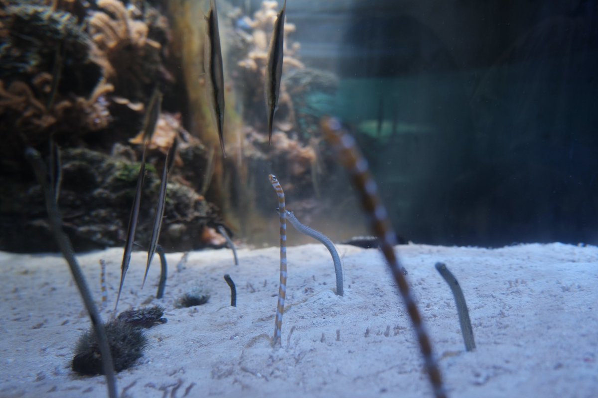 takarioseyo's tweet photo. 名古屋港水族館🐟 https://t.co/rdwLiGFDeZ