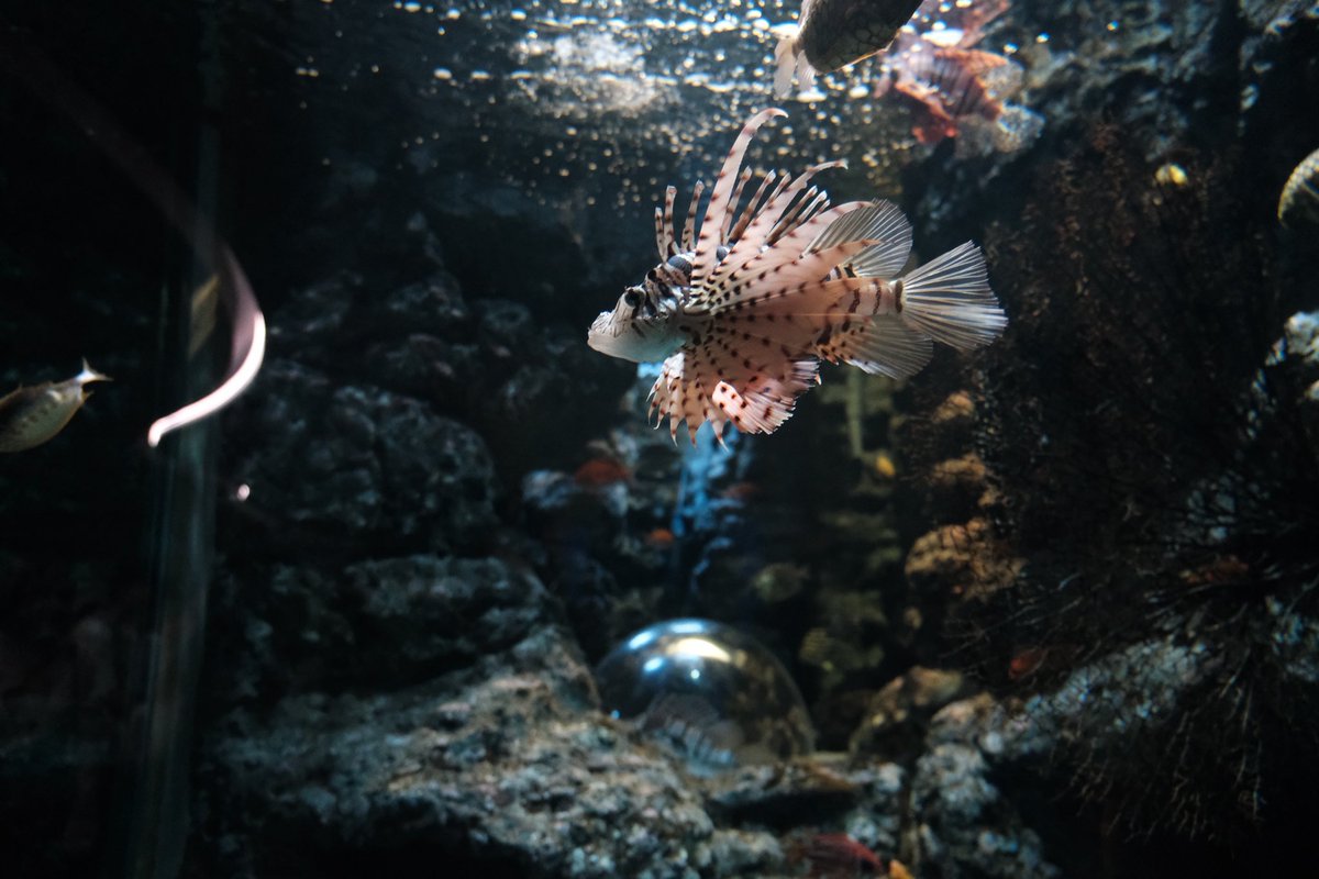 takarioseyo's tweet photo. 名古屋港水族館🐟 https://t.co/rdwLiGFDeZ