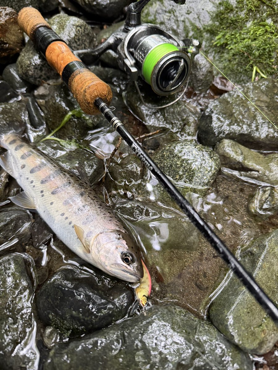 ararara111913's tweet photo. ヤマメも釣れました👌

#extreme
#exts46ul
#山女魚ネット
#ハンドメイドミノー
#ZicoHandmadeLure
#Zicoルアー
#Zicoミノー https://t.co/wDjy5MFbkN