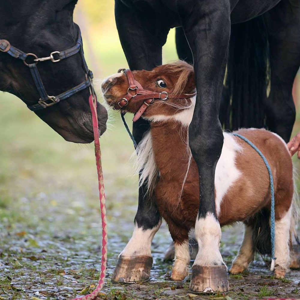EnsedeCiencia's tweet photo. 🔴 | Con apenas 52.6 cm de altura, Pumuckel ostenta el Récord Guinness como el caballo macho vivo más bajo del mundo. 

Este pequeño ejemplar de Alemania incluso participa en programas de terapia, demostrando que el tamaño no define el impacto que se puede tener. ❤️ https://t.co/4XGYZClMh6