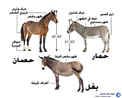 MyLLinee's tweet photo. @farag_nassar_ وهل بشار الاحمق كان دولة
كان حمار بركبه الروس والشيعة والعلويين و كل مجرم يريد قتل السوريين https://t.co/qq9UY8apPj