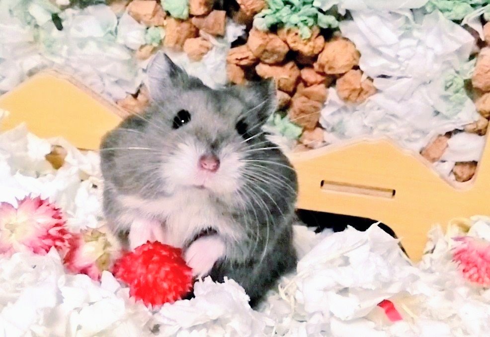 chiiitalife's tweet photo. 初めて我が家に来た日のななです https://t.co/azgZdJujyY