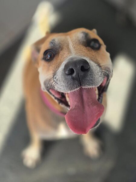 Pennydoglady's tweet photo. #k9hour 
Maxi 2 yr old Staffie, she is a tripaw but is still active, 
can live with older dog savvy kids, a family with plenty 
of time to keep her busy would be perfect, more 
info/adopt her from @AnimalsInNeedUK https://t.co/8sdFdyGRsS