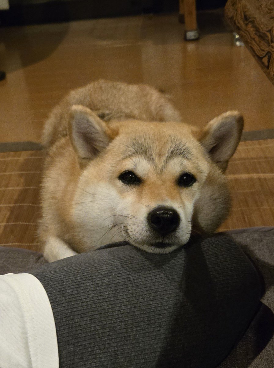 FGO_shero's tweet photo. なんか毛が抜けてきたら眉毛が出来て繋がってきたぞ… https://t.co/T95APddUHm