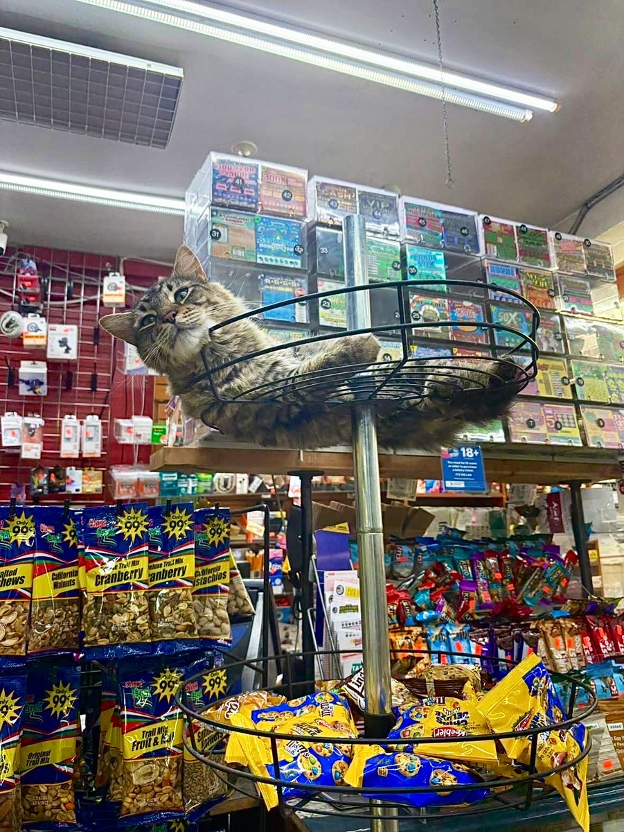 Bodegacats_'s tweet photo. https://t.co/XkN6qTbRJV