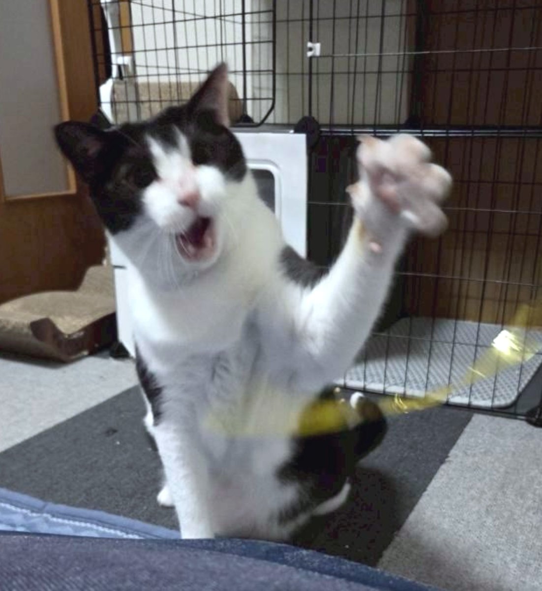 twtnayu's tweet photo. あげれる絵が無いので、猫の写真をあげます https://t.co/zkhKBlYBP7