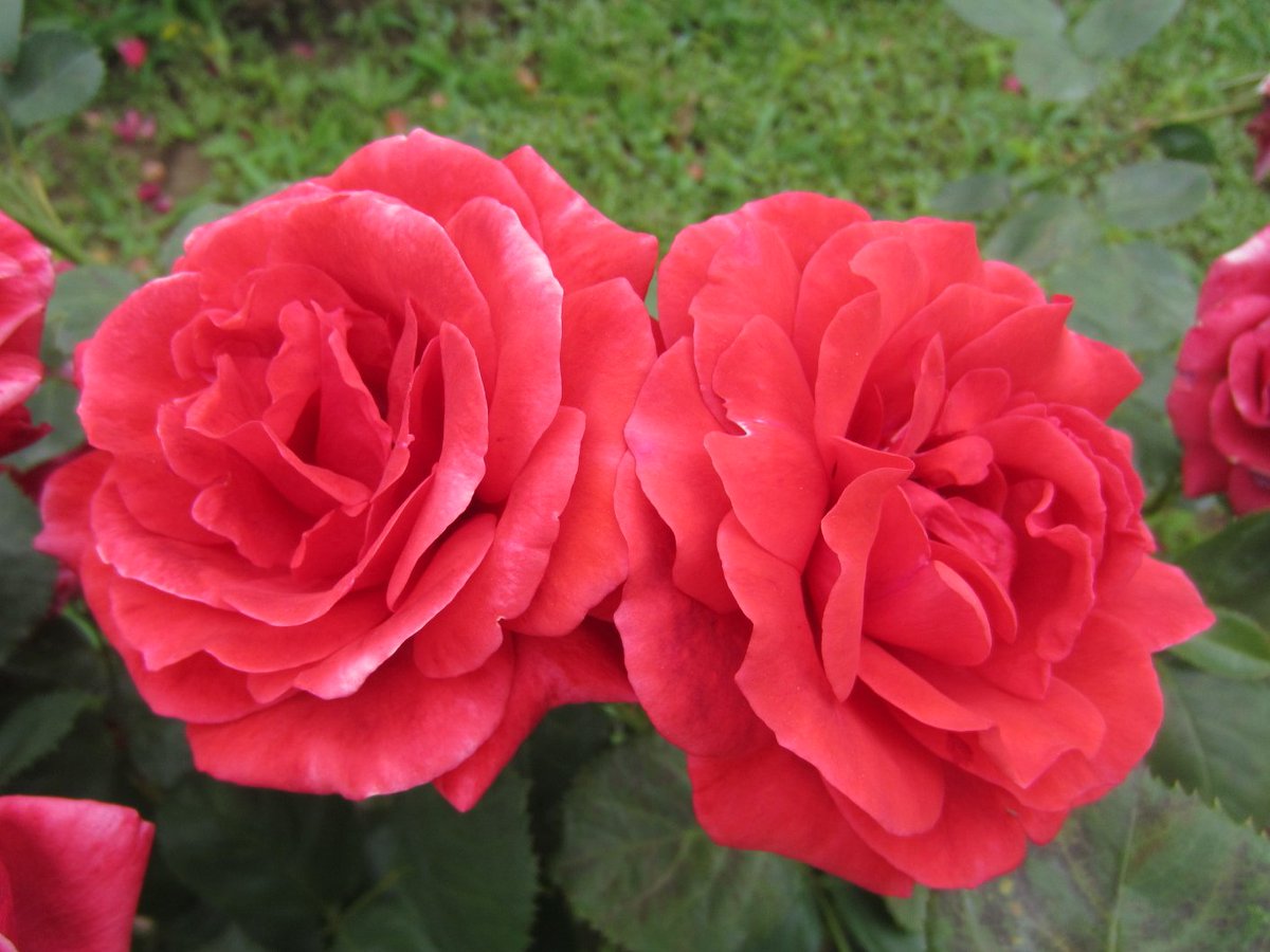 yumiko0330's tweet photo. 薔薇の呟きNO3890 ヒート ウェイブ・・・
華やか💕フリルが美しい🌹
赤い薔薇✨素敵です💫 #薔薇 #写真好きな人と繋がりたい #ファインダー越しの私の世界 #TLを花でいっぱいにしよう https://t.co/m7R2jvKvHX
