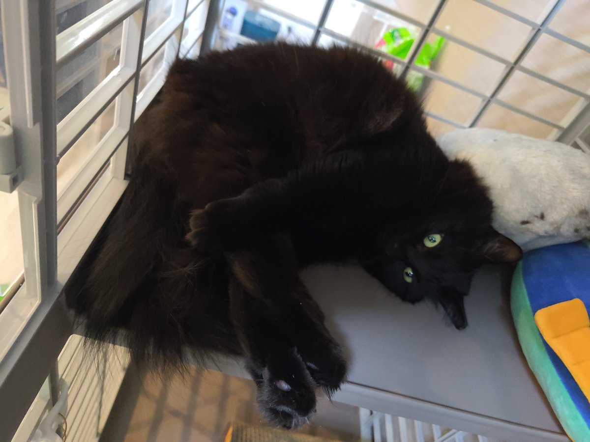 comho's tweet photo. 折りたたんだりのびたり忙しいね

 #猫  #黒猫 https://t.co/kqpsjFwajJ