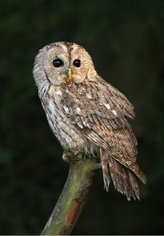 usermcw's tweet photo. @Hush_Kit As an owl https://t.co/63Ti7tmpxQ