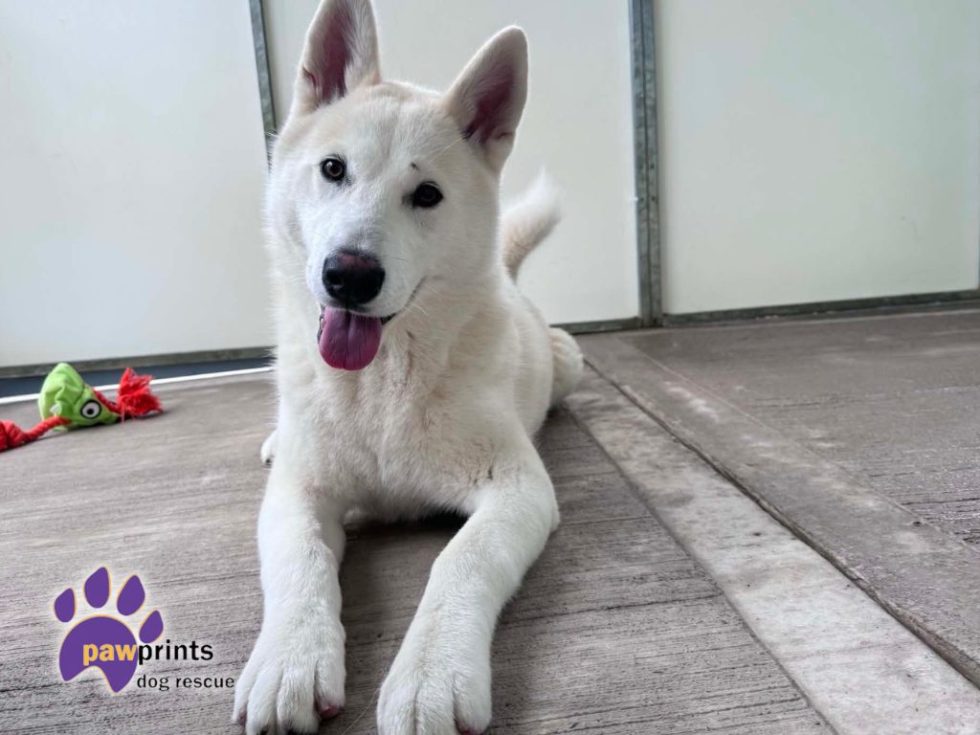 Pennydoglady's tweet photo. #k9hour
Gregor 1 yr old Husky, can be a little unsure in new 
places so needs time + patience, is strong on lead but 
quick to learn with a treat, vocal to dogs which is 
excitement so only pet, can live with dog savvy teens, 
breed exp best, more info/adopt him from @PDRescue UK https://t.co/DQSJ2V3qqT
