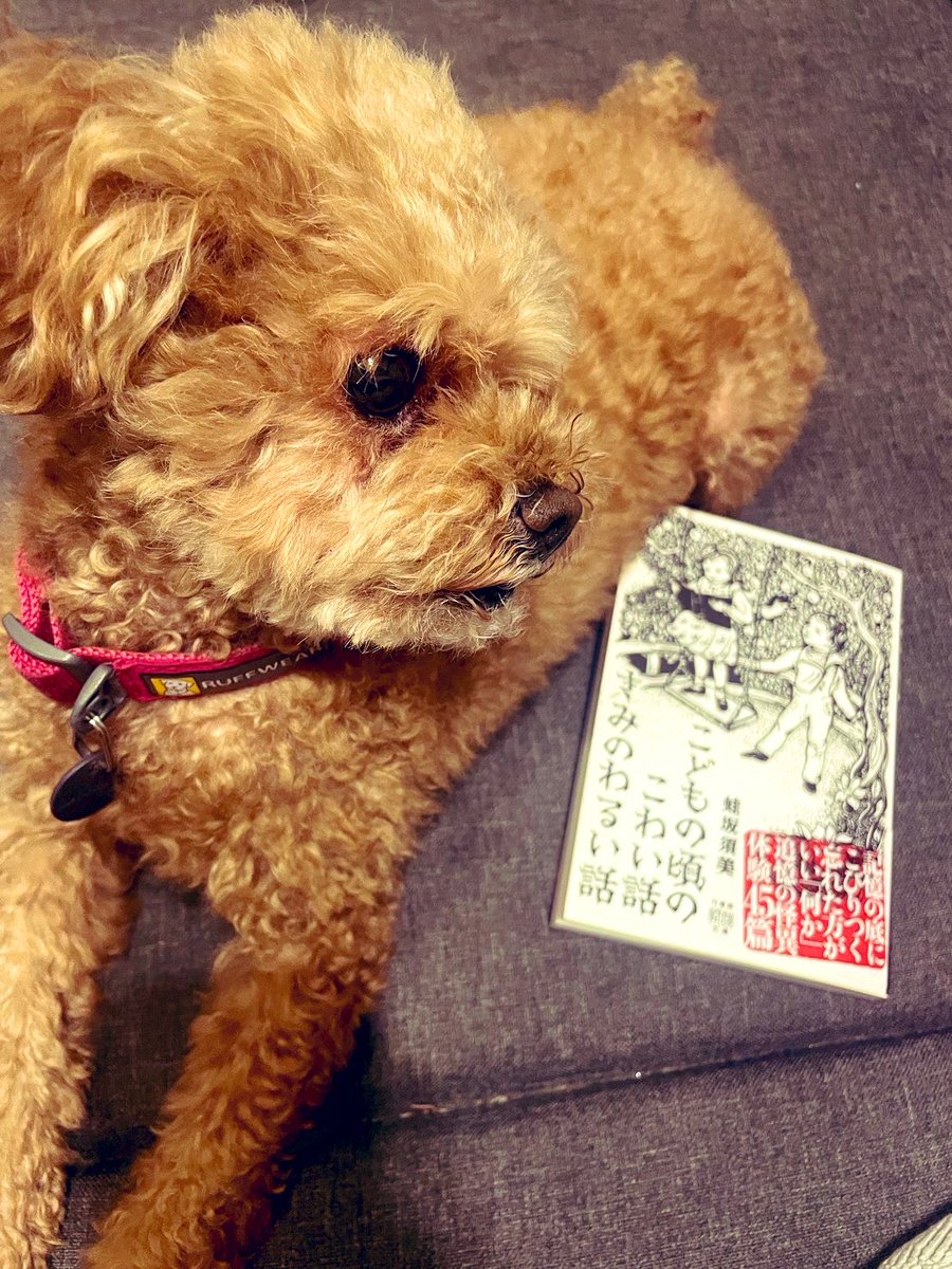 Mishiba_Y's tweet photo. 【お知らせ】

ところで『こどもの頃のこわい話 きみのわるい話』5刷（ごず）りました。
これで累計25200部になります。

先週末の時点で言っていいよ、とは言われていたのですが、版元の様子をうかがっていても特になにもなさそうだったので。　

これも読者の皆さまのおかげです。誠にありがとうございます。感謝してもしきれません。

『こどこわ』につきましては、近くなにかのフェアがあったり販促イベントがあったりいたします。
また今年中に出る2冊のアンソロジーに怪談実話を寄稿しているほか、現在は短篇小説1本、長篇小説2本のお仕事をいただいており、執筆を並行しております。

これからもこわくてきみのわるいのなかに、世界を拡張するようなセンス・オブ・ワンダーのある話を書いてまいりますので、ご愛顧のほど、何卒よろしくお願いいたします。

蛙坂拝🐸