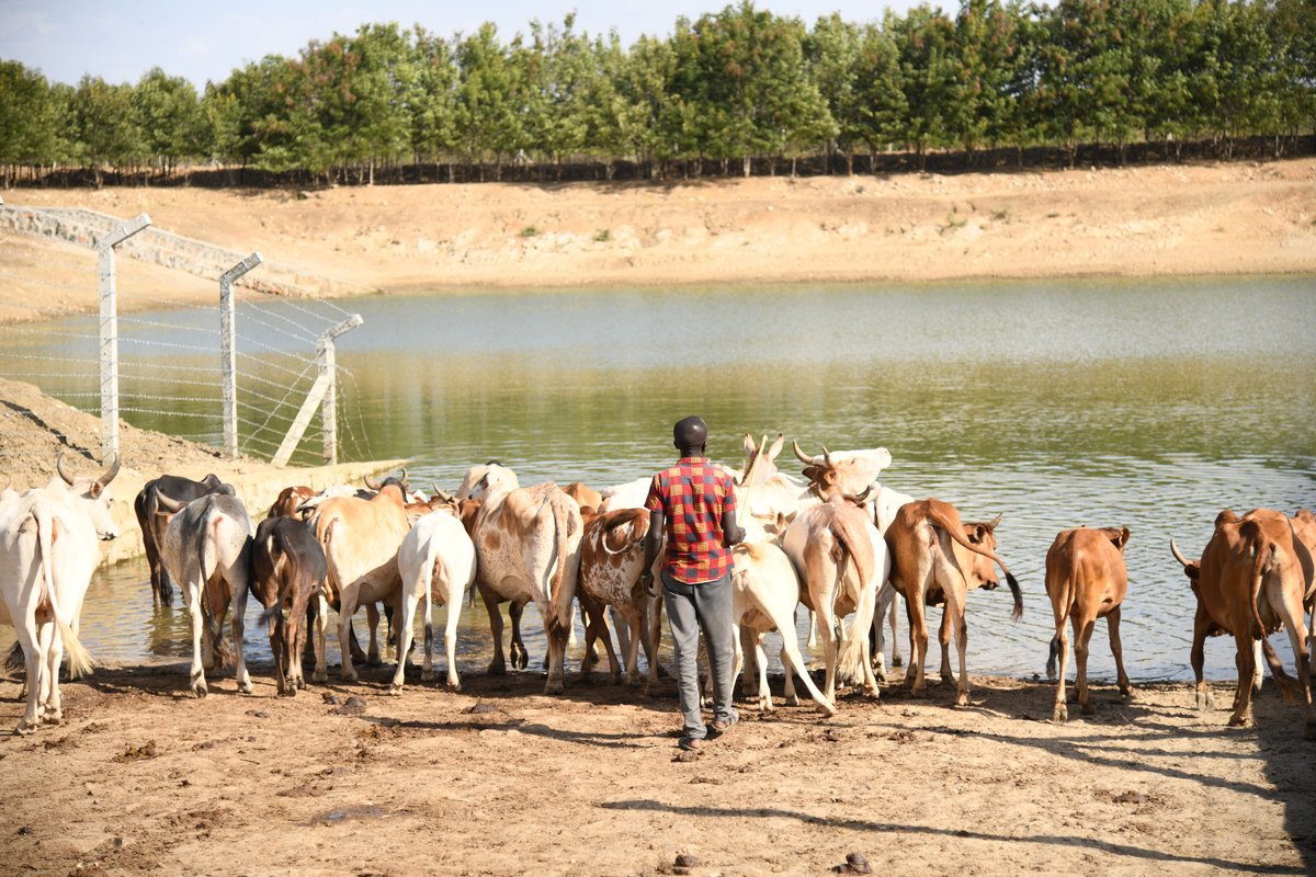 FAOUganda's tweet photo. Access to water remains a challenge for pastoralist communities during dry spells.
Through the @EUinUG-funded #PLACEProject, @FAO rehabilitated the 20,000 m³ Akurawoyan Valley Tank in Amudat District, Karita subcounty.
The dam serves over 2,000 head of cattle. https://t.co/WLPymBRCHL