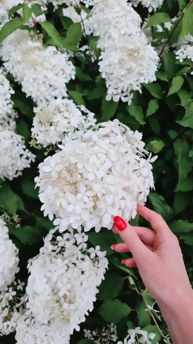 Mtigrel_37's tweet photo. @AriMaj_official #PanicleHydrangea
It is an evergreen or deciduous shrub that produces large, cone- or globe-shaped inflorescences. https://t.co/iUPPRvuA0L