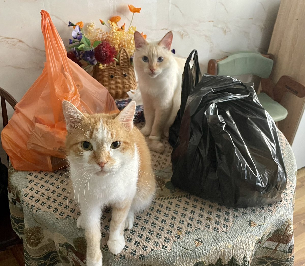 sch2023's tweet photo. Мои маленькие чокупилы ☺️ https://t.co/chDBLWfLqA