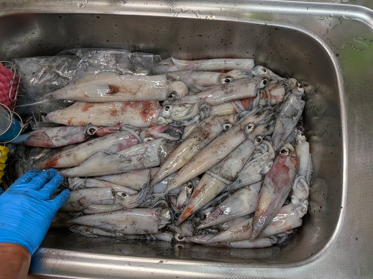 jakokiller's tweet photo. やり方 ほぼ忘れかけてた
 二年ぶり近くご無沙汰の夜焚きにw

持って帰ったイカの量が凄すぎて😱💦
三桁超え分けるのが一苦労

やっと今
お裾分け無事完了出来た🎶

みんな喜んでくれた😆よかったよかったwww https://t.co/BZUaFwU7Ng