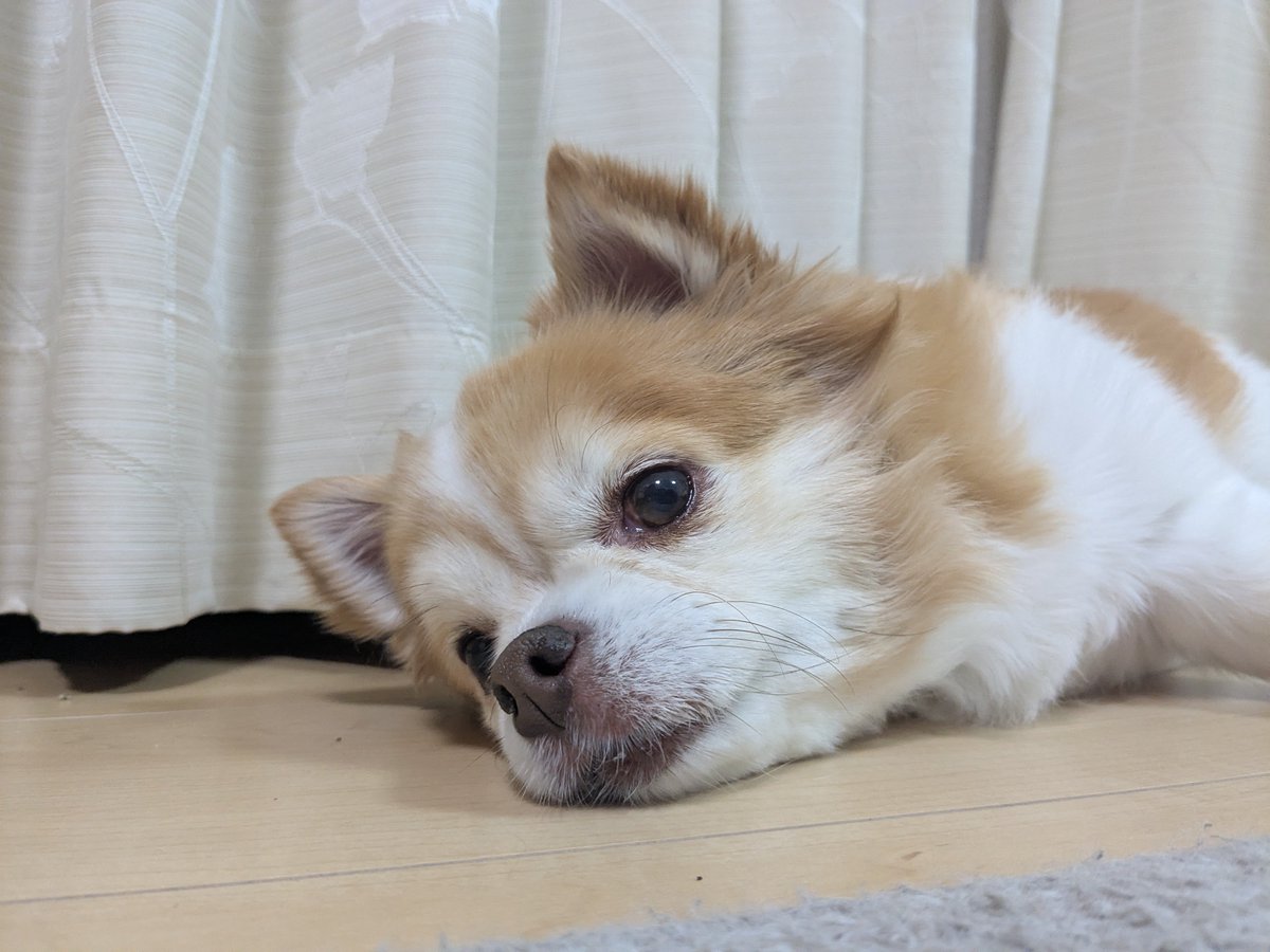 yuina_e's tweet photo. かわいいというお仕事を毎日してくれている　ありがとう　チュッ
逃げんといて https://t.co/oxXvrysZVl