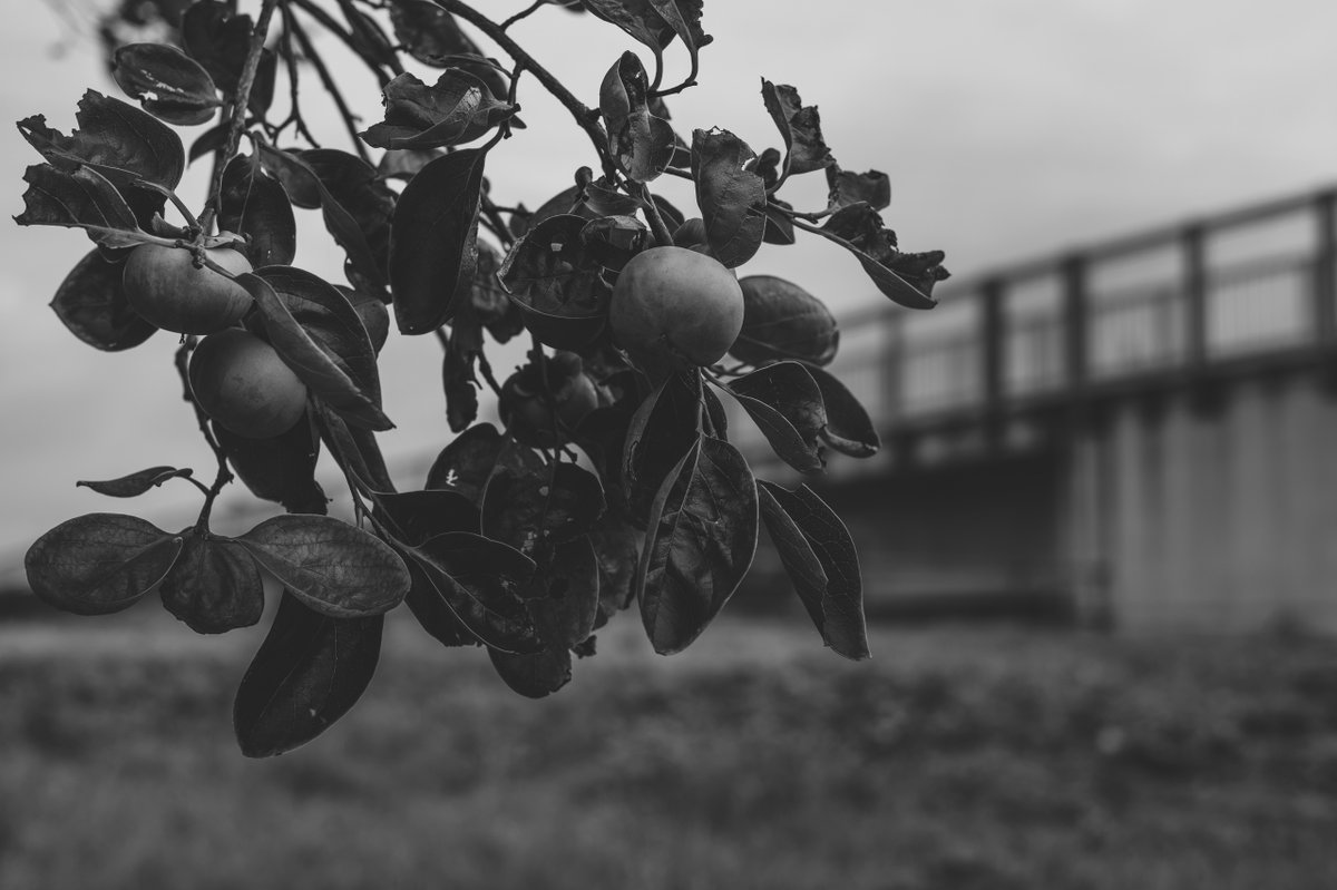 2554 #monochrome #モノクローム