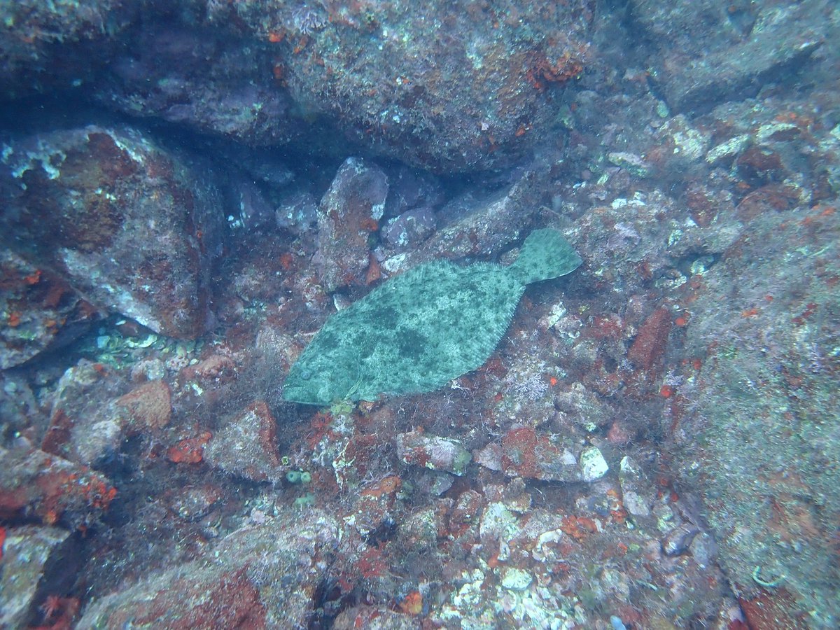 HATSUSHIMA_SF's tweet photo. 🐟岩陰に潜む巨大ヒラメ✨

岩陰でじっと身を潜める大きなヒラメ😊

この大きさ、伝わりますか？👀

#初島 #初島ダイビング #ヒラメ #水中写真 #ダイビング https://t.co/pHQ1lecTLv