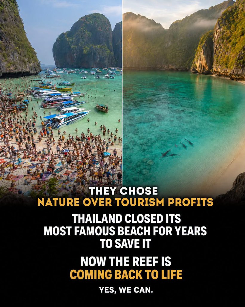MrPitbull07's tweet photo. In 2000, Leonardo DiCaprio starred in "The Beach," filmed on a hidden cove in Thailand called Maya Bay. The movie made it famous. Fame made it collapse. Within a decade, over 5,000 tourists a day were arriving, boats were anchoring directly on the coral, and the reef that made the place worth filming was dying. In 2018, Thailand closed Maya Bay completely not for a season, for four years. When it reopened in 2022, the rules were permanent: no anchoring, a hard cap on visitors, and a mandatory closure every monsoon season so the bay never gets pushed that far again. The blacktip reef sharks came back. So did the coral. Hollywood found it. Overtourism nearly killed it. Thailand chose to save it anyway.